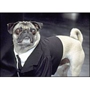 Fantasia para Cachorro Homens de Preto Frank Fantasia para Cachorro Homens de Preto Frank
