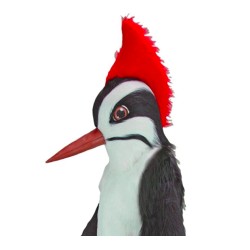 Mascote Pica Pau Adulto Pássaro Mascote Pica Pau Adulto Pássaro