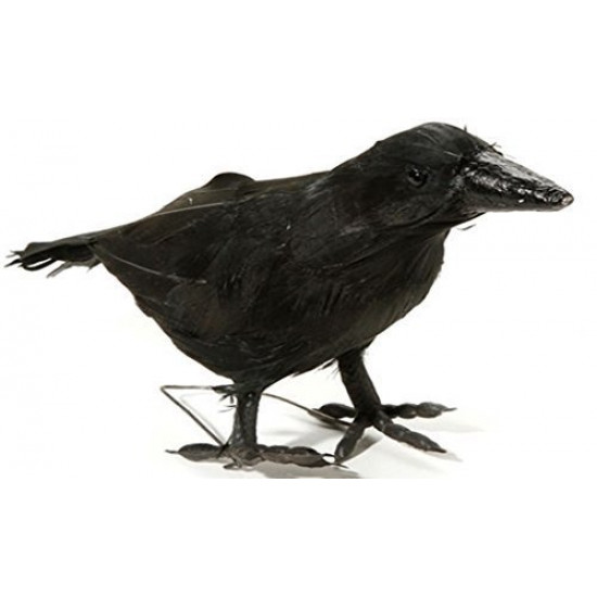 Pássaro Corvo Preto da Bruxa Malévola Bela Adormecida. Pássaro Corvo Preto da Bruxa Malévola Bela Adormecida.