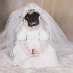 Fantasia para Cachorro Vestido de Noiva